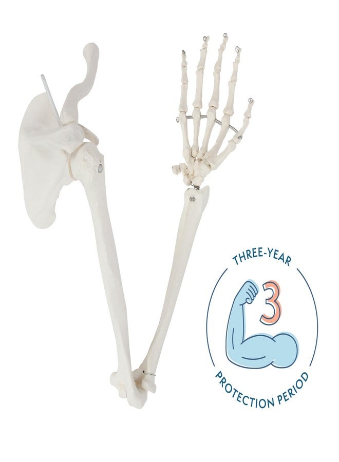 Axis Scientific Human Right Arm Skeleton Model, Accurate Skeleton Model, Arm Model Posable Skeleton Hand, Includes Arm Bone Plus Clavicle, Scapula and Articulated Hand Bone Model, Product Manual - Image 2